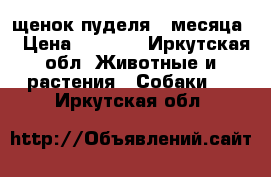 щенок пуделя 3 месяца  › Цена ­ 7 000 - Иркутская обл. Животные и растения » Собаки   . Иркутская обл.